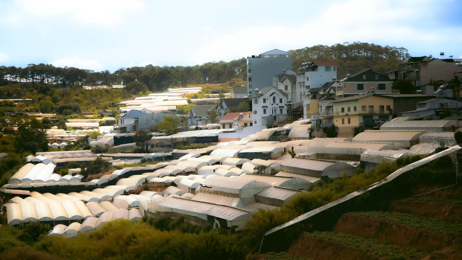 Rows of plastic greenhouses covering the slope below a hillside of villas and apartment blocks, with a pine ridge closing the valley behind