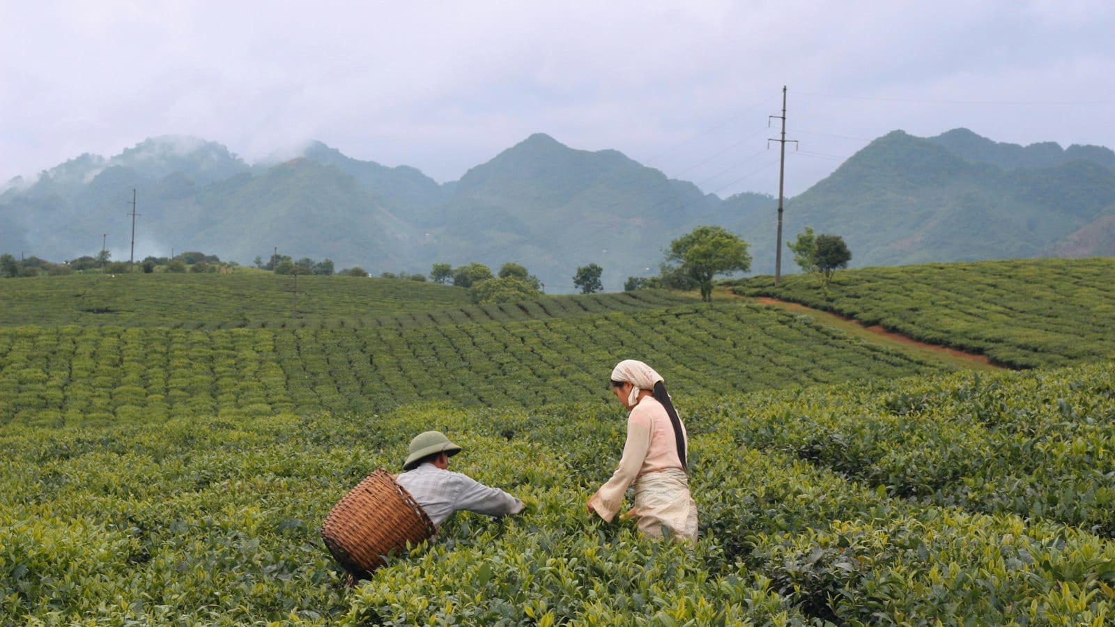 Two pickers working a tea field in the mist, one in a pith helmet with a woven basket on her back, rows of clipped bushes running away to wooded hills