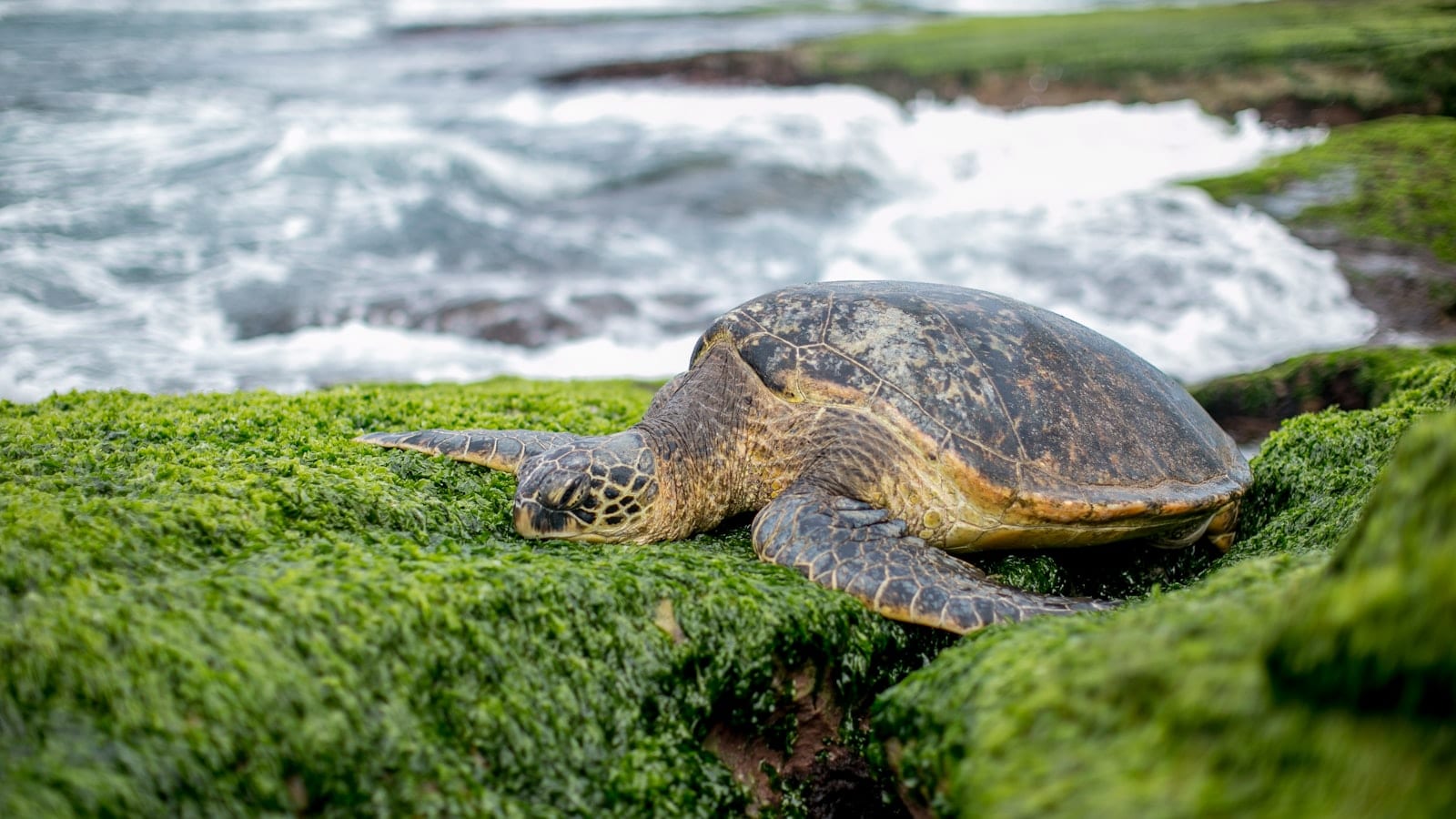 A green sea turtle resting on algae-covered rock beside breaking surf