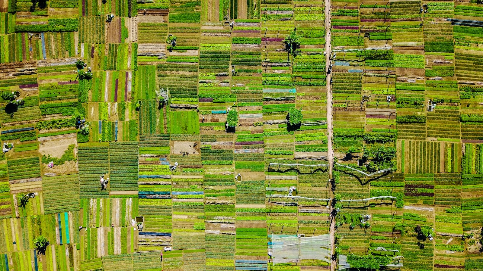 An aerial patchwork of small vegetable plots in many greens, workers in conical hats between the rows