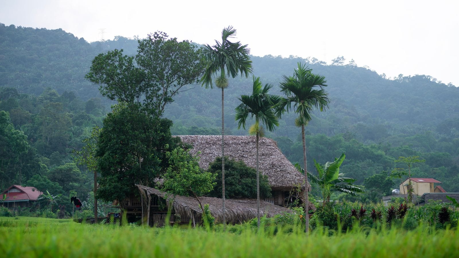 A thatched stilt house standing among areca palms at the edge of a green paddy, forested hills rising straight up behind the village