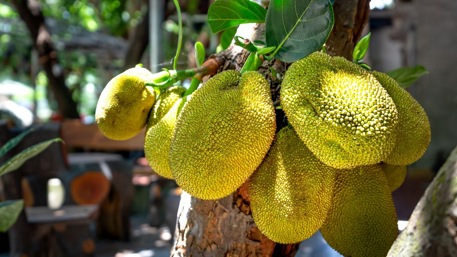 Several jackfruit growing directly from the trunk of a tree, green and heavy