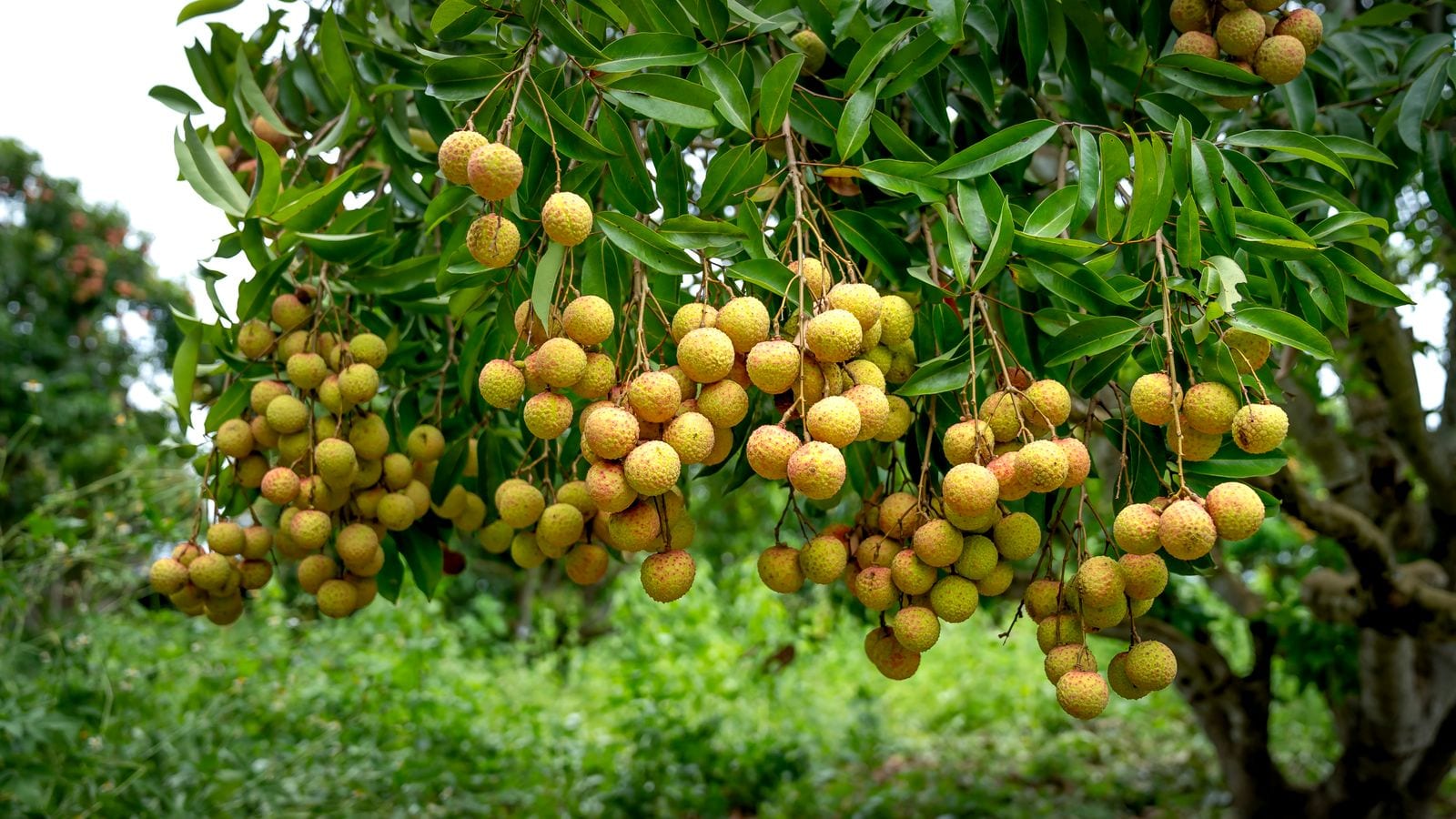Bunches of lychees ripening on the branch in an orchard, leaves overhead