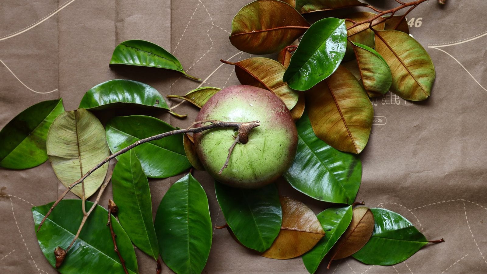 A star apple with its leaves, green and purple skin, laid on brown paper