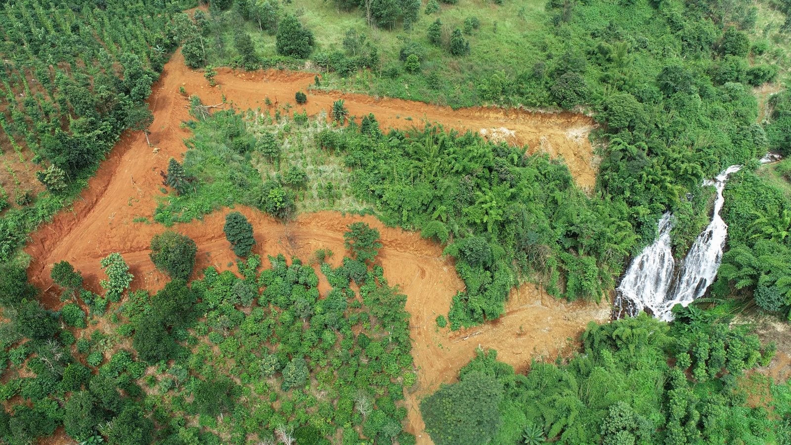 Red basalt earth cut into a new track from above, rows of young coffee on one side, scrub and banana on the other, and a waterfall dropping into forest at the edge of the plot