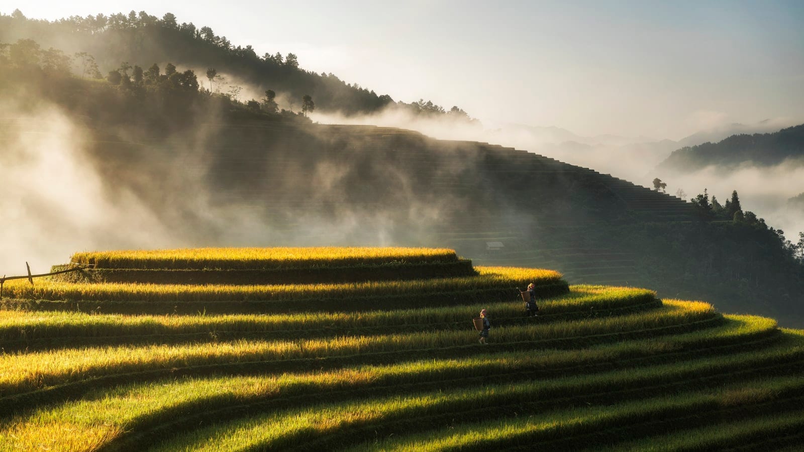 Terraced rice fields in morning mist, two figures walking along a terrace edge