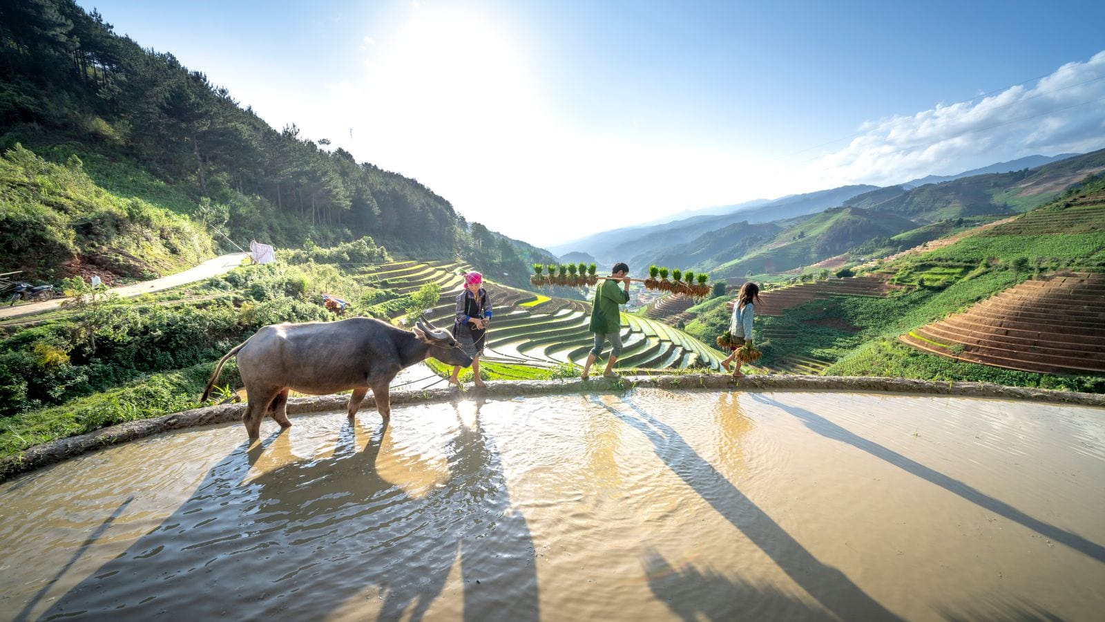 A buffalo standing in a flooded terrace while a man carries bundles of rice seedlings past on a shoulder pole, with terraces stepping down the valley behind
