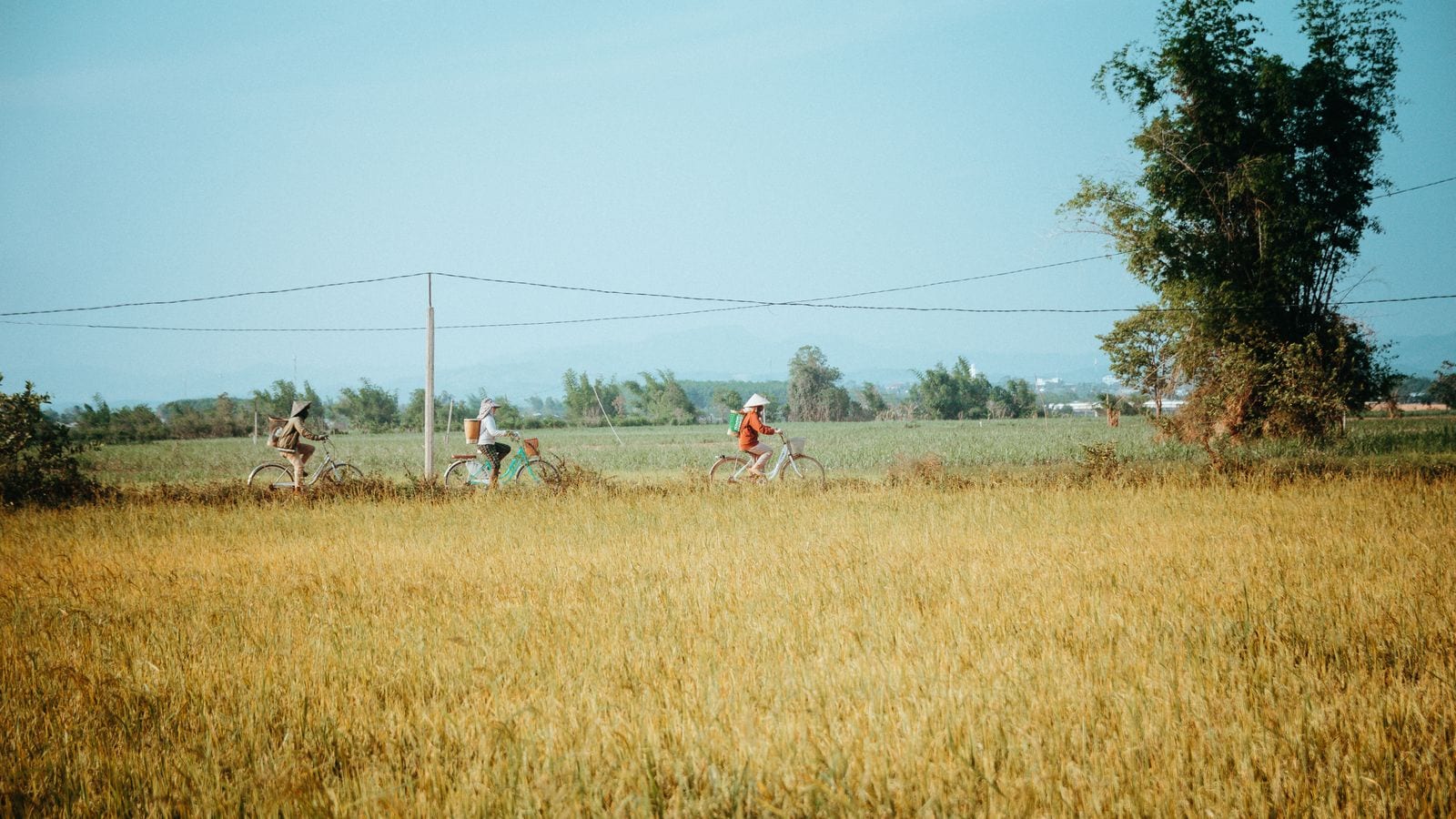 Three riders in conical hats strung out along a track above a field of ripening rice, one carrying a covered bucket on the rack