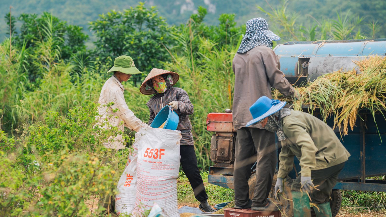 Four people working a threshing machine at the edge of a field, one holding open a feed sack while another feeds cut rice into the drum