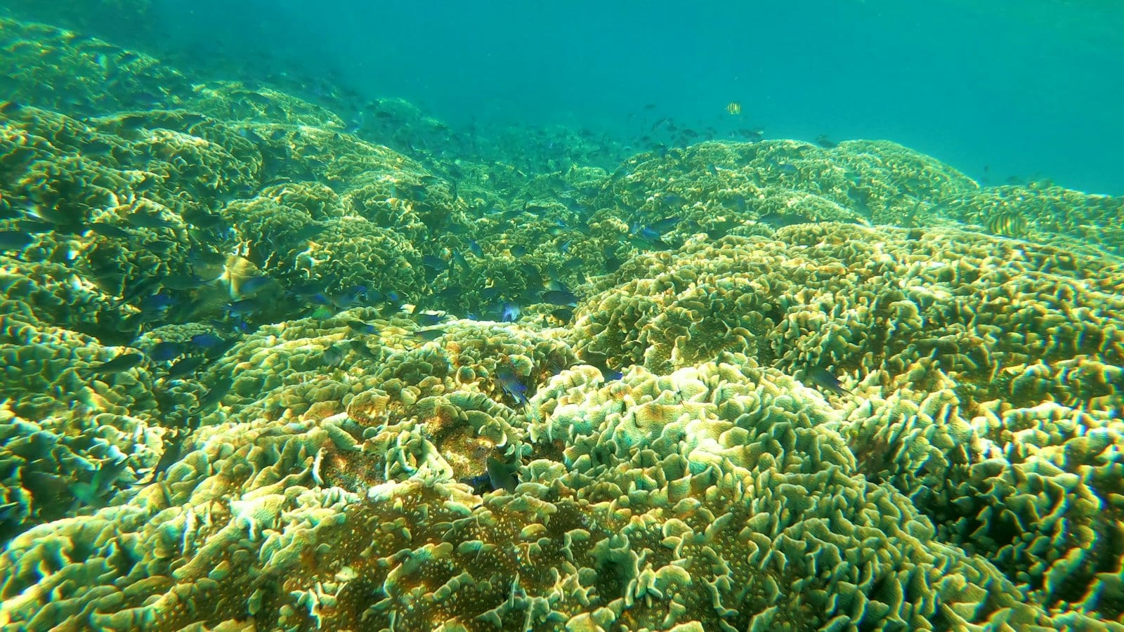 A shallow reef of massive and plate corals in green water, small damselfish hanging over it and visibility closing in a few metres out