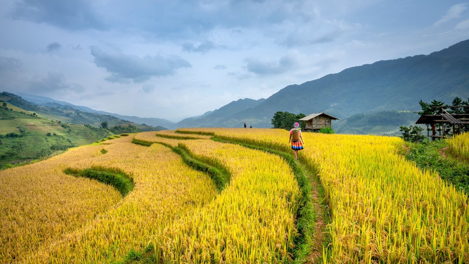 A woman in an embroidered skirt and basket walking a narrow bund between terraces of ripe yellow rice, a timber hut on the ridge and mountains behind