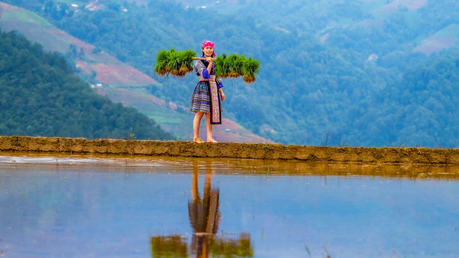 A woman in Hmong dress carrying two bundles of rice seedlings on a pole along the bund of a flooded terrace, hills behind